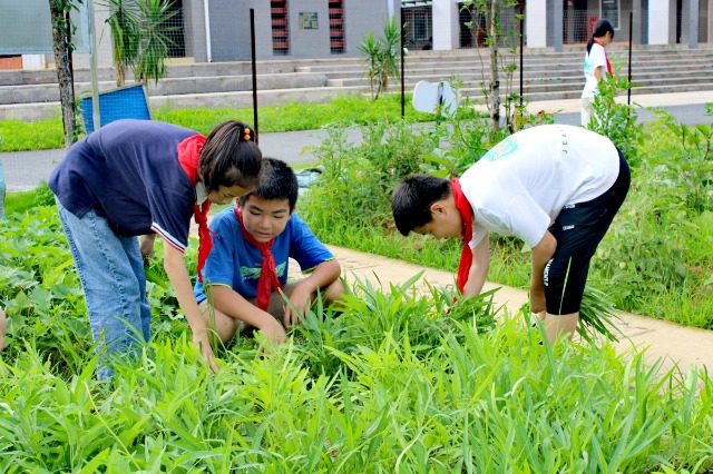 鐘山鎮(zhèn)第七小學(xué)的少先隊員代表們正在黨員教師的帶領(lǐng)下采摘成熟的蔬菜。 (2).jpg