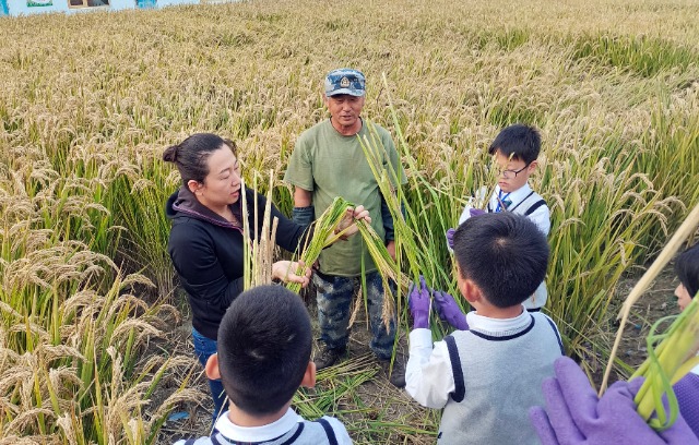 秋收時(shí)節(jié)，學(xué)生在老師指導(dǎo)下將水稻打捆   攝影  高望.jpg