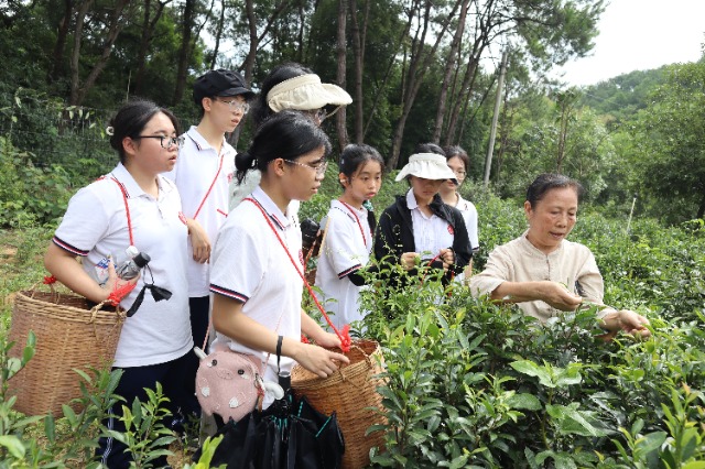 6.六堡茶非遺傳承人胡玲師傅指導(dǎo)梧州高中學生采摘六堡茶.JPG